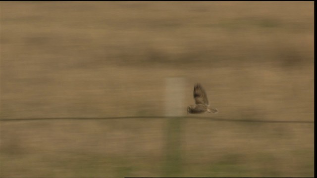 Short-eared Owl (Northern) - ML419895