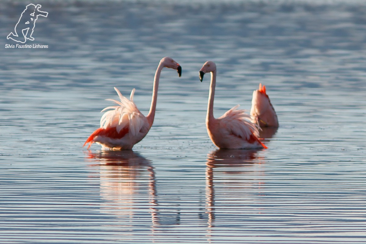 Chilean Flamingo - ML41989601