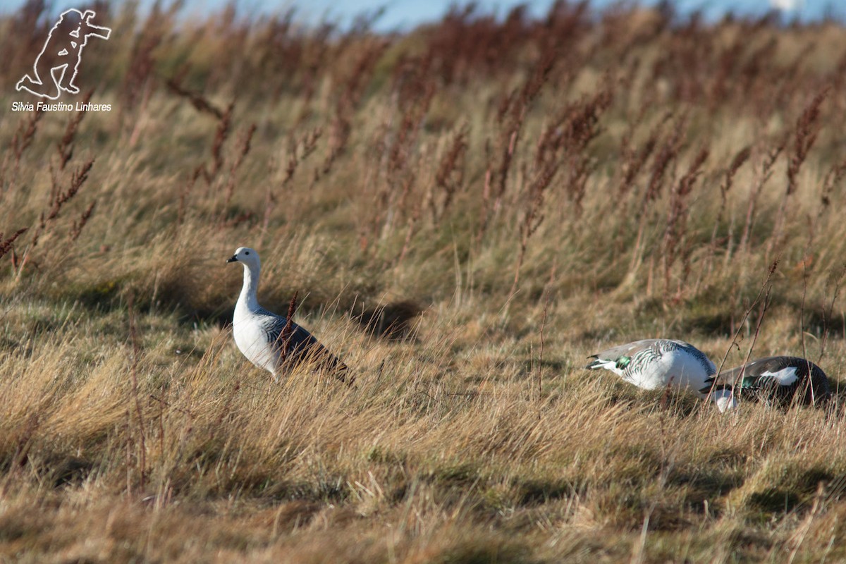 Upland Goose - ML41989621