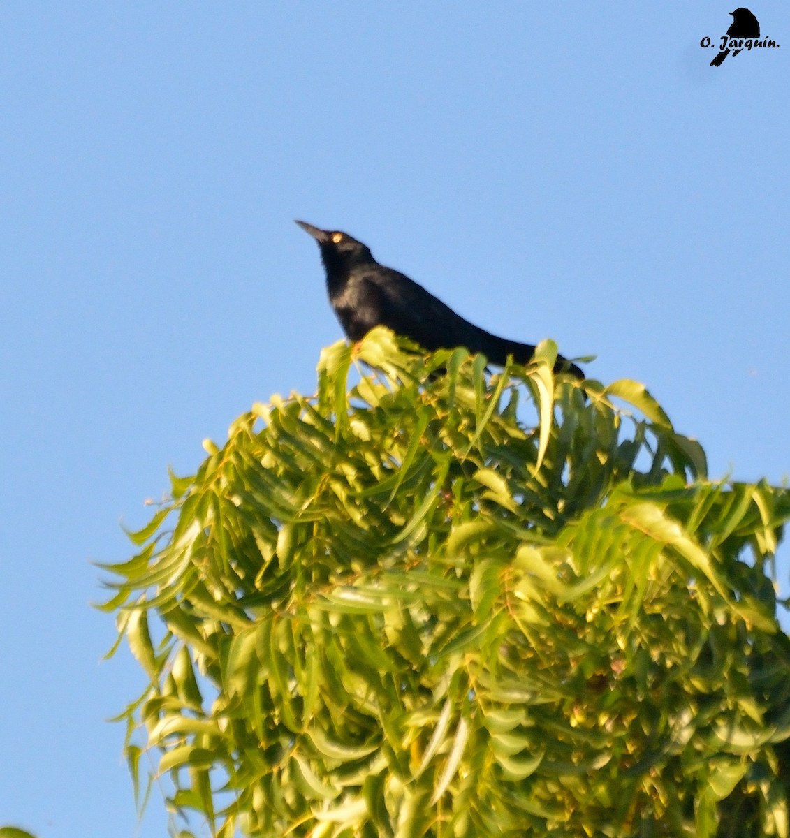 Nicaraguan Grackle - Orlando Jarquín