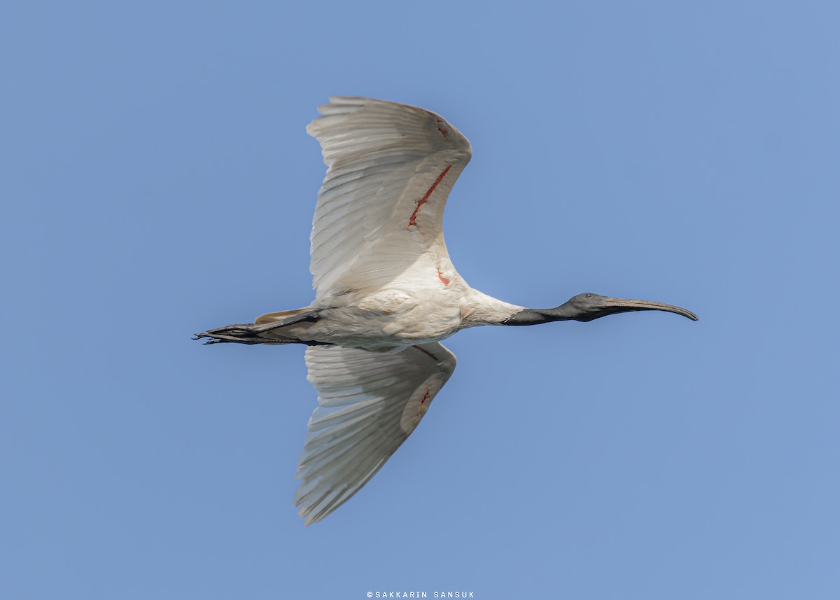 ibis černohlavý - ML419898831