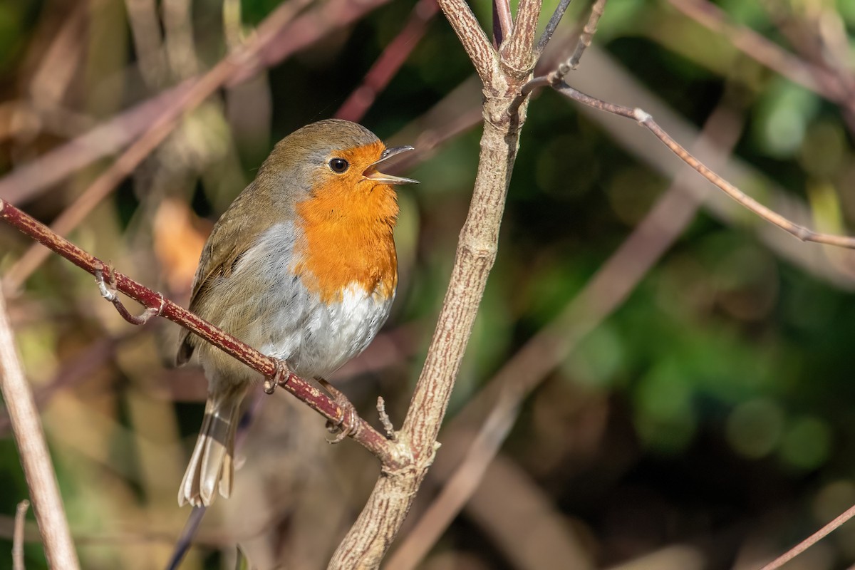 European Robin - ML419903601