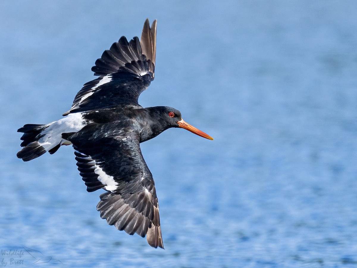 Pied Oystercatcher - ML419904671