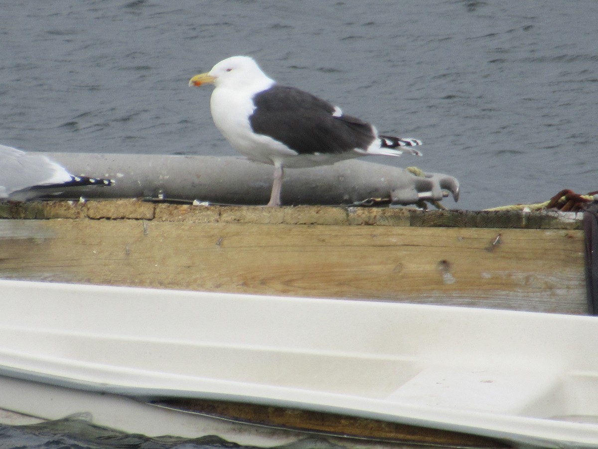 Great Black-backed Gull - ML419905731
