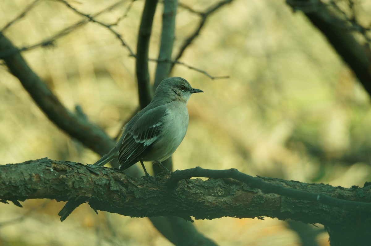 Northern Mockingbird - ML41990671