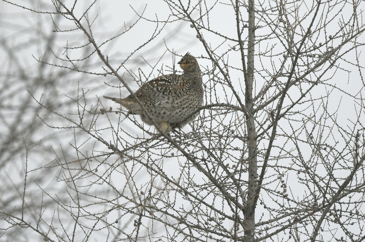 Sharp-tailed Grouse - ML419906971