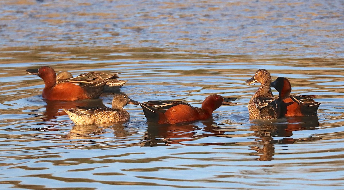 Cinnamon Teal - ML419909911