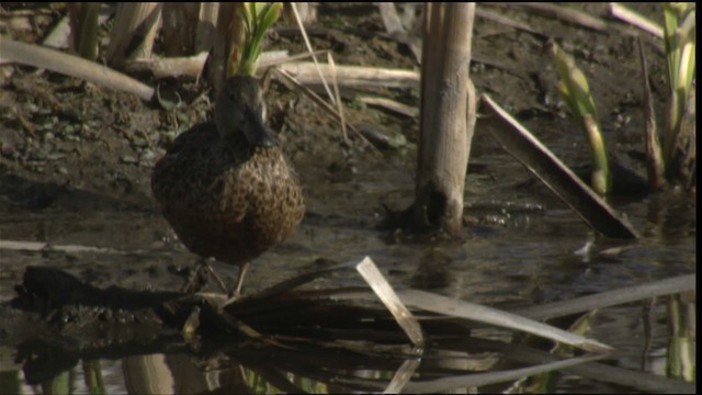 Cinnamon Teal - ML419910