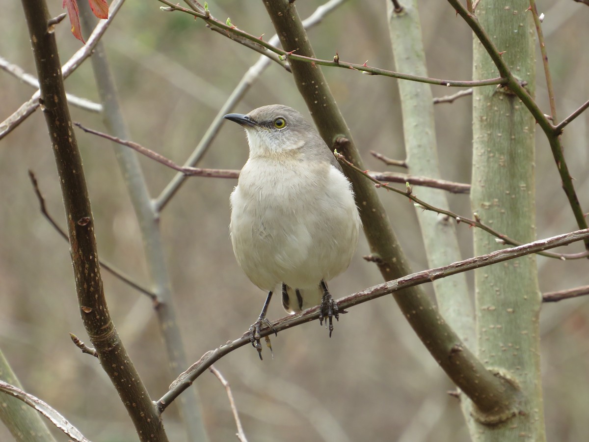 Northern Mockingbird - ML419911551