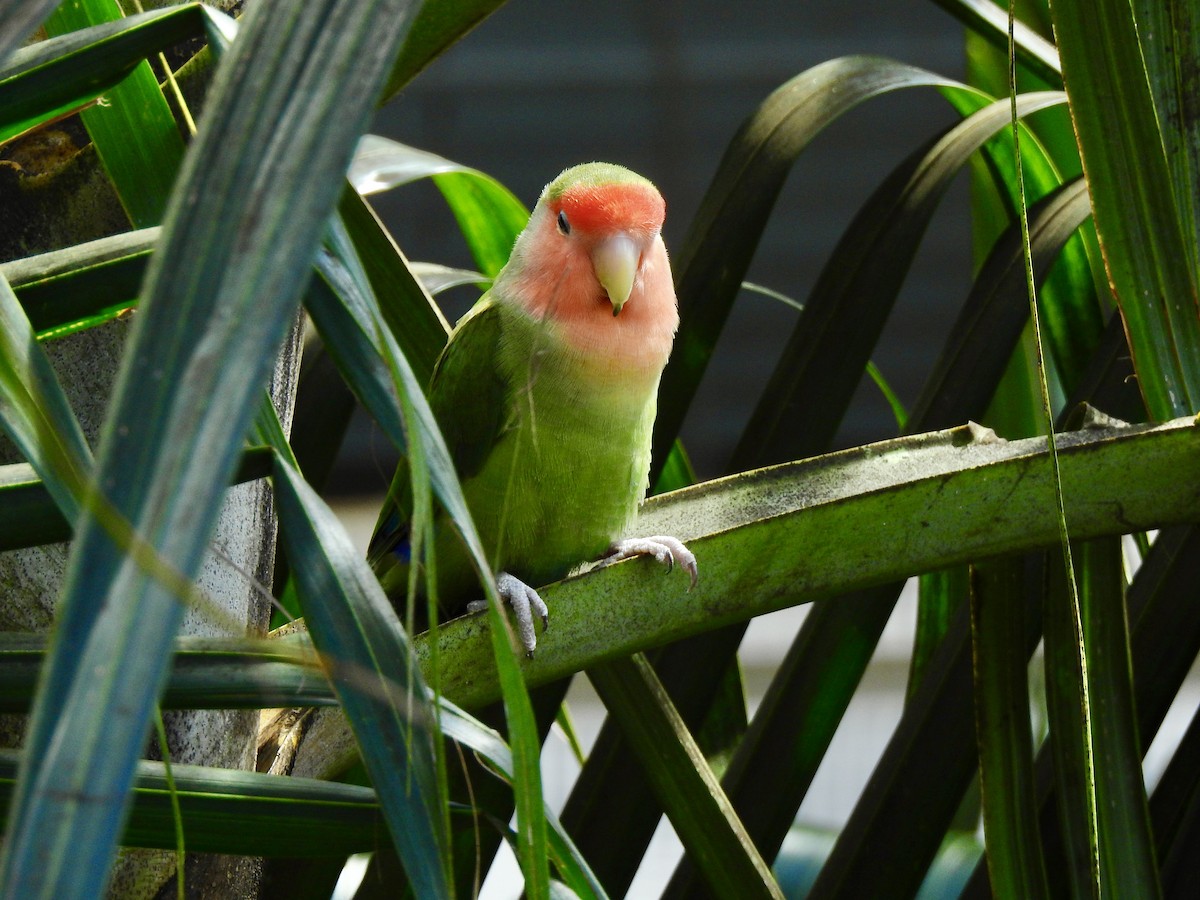 Rosy-faced Lovebird - Michael Young