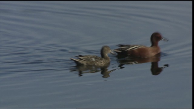 Cinnamon Teal - ML419914