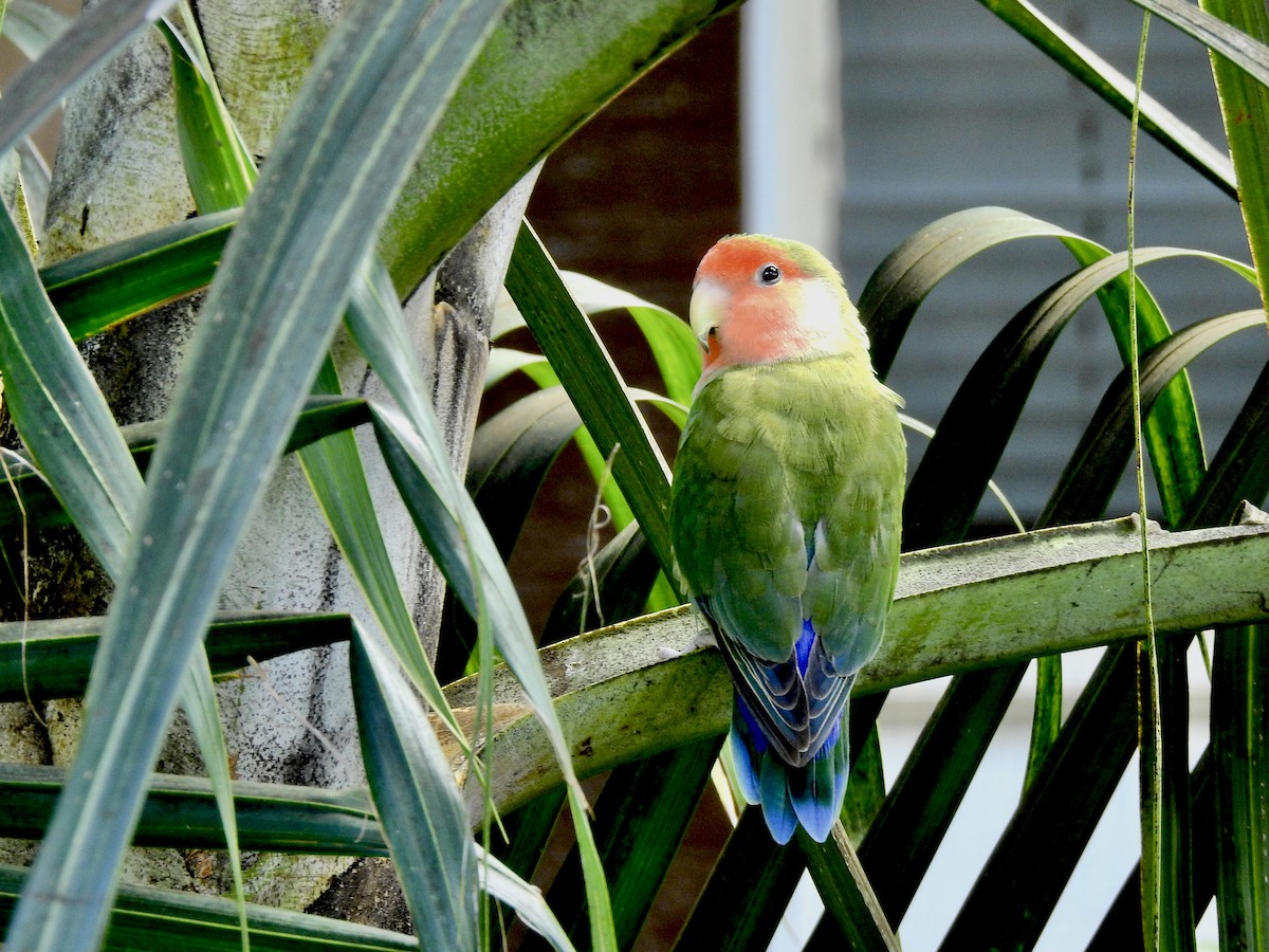 Rosy-faced Lovebird - Michael Young