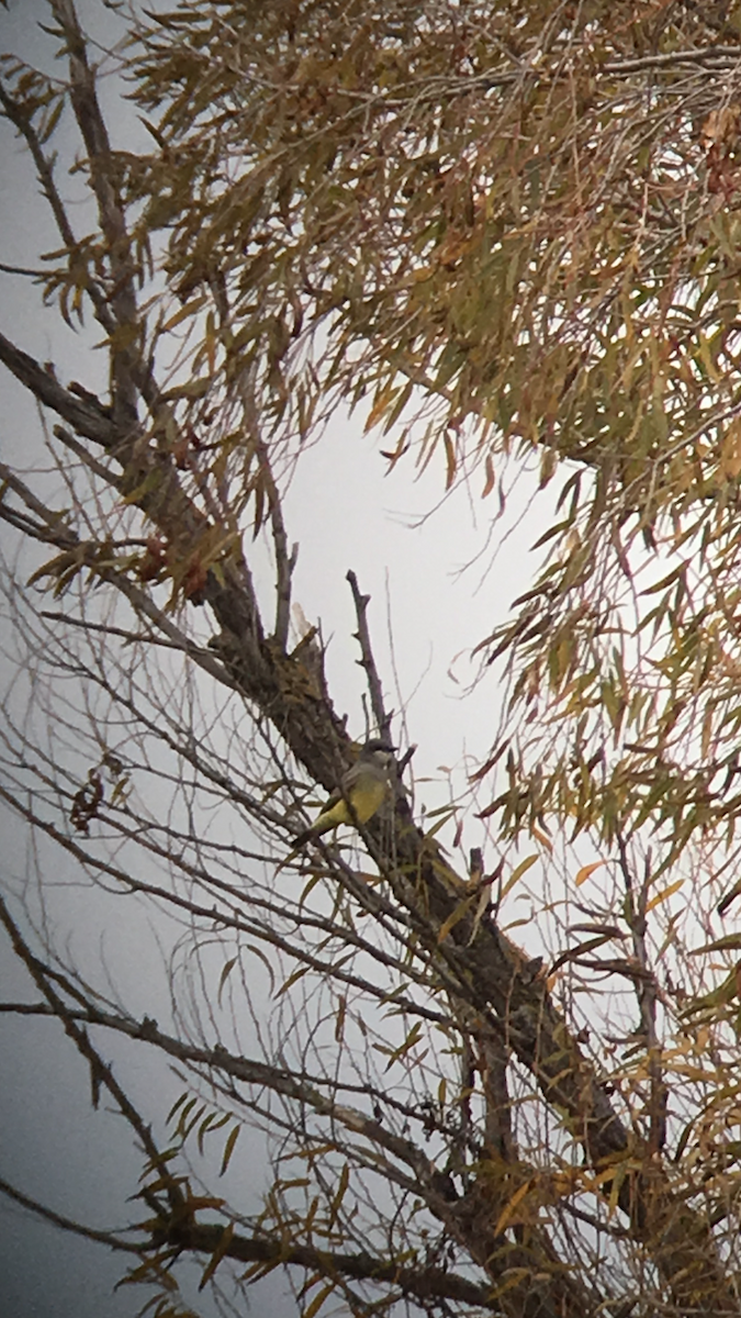 Cassin's Kingbird - Matthew Forster