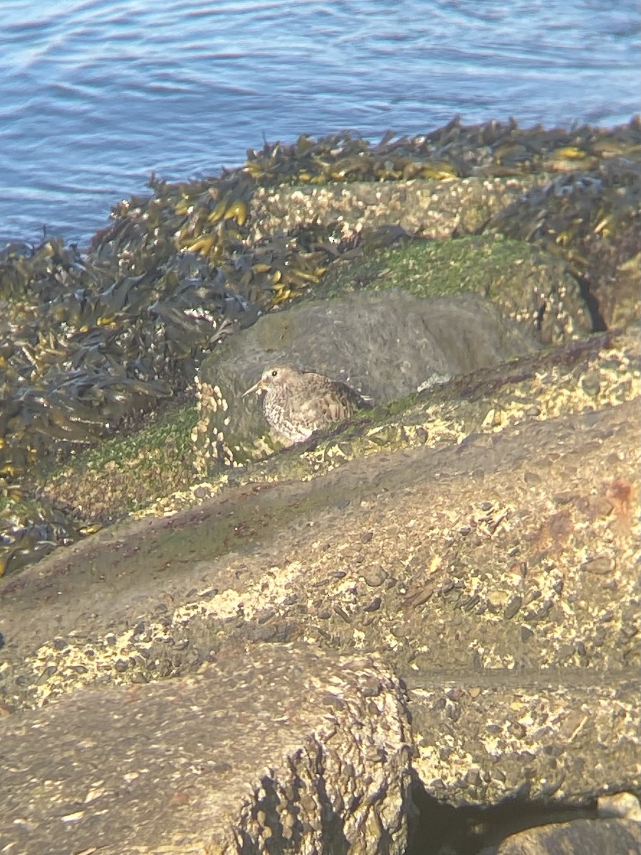 Rock Sandpiper (tschuktschorum) - James Leone