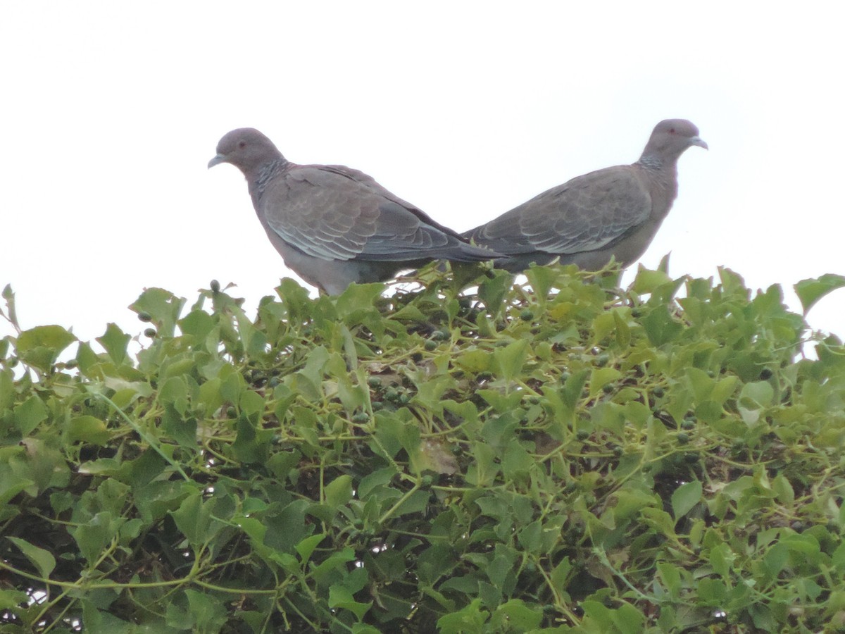 Picazuro Pigeon - ML419915331