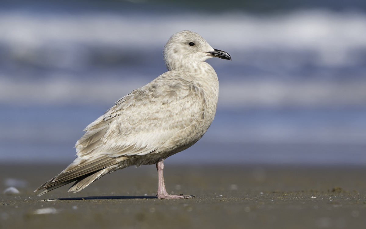 Iceland Gull (Thayer's) - Derek Lecy