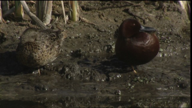 Cinnamon Teal - ML419916