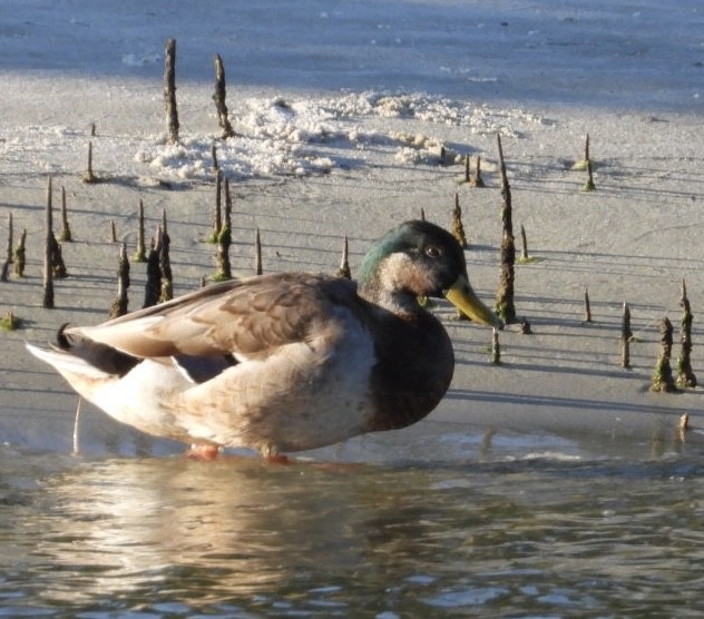 Mallard/Mottled Duck - ML419916421