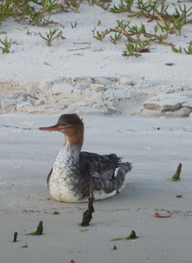 Red-breasted Merganser - ML419916511