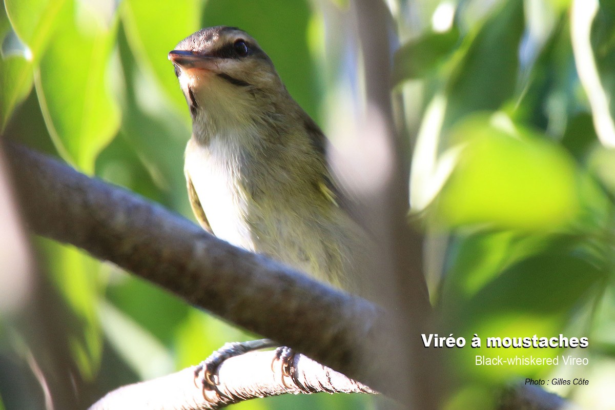 Vireo Bigotudo - ML419918311