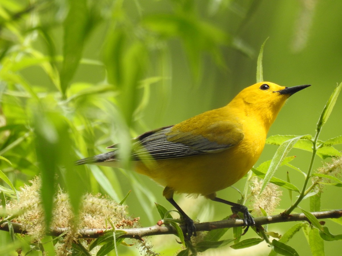 Prothonotary Warbler - ML419918821