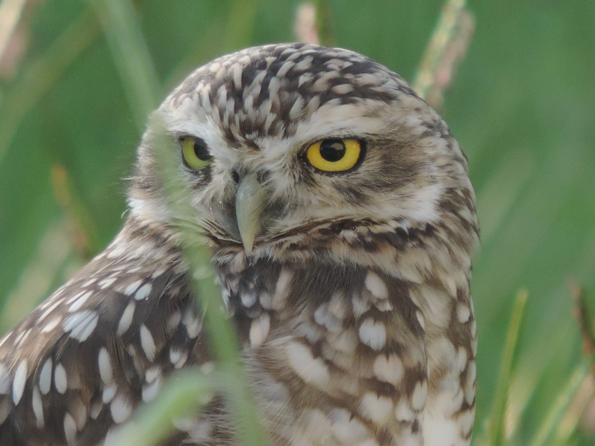 Burrowing Owl - ML419919981