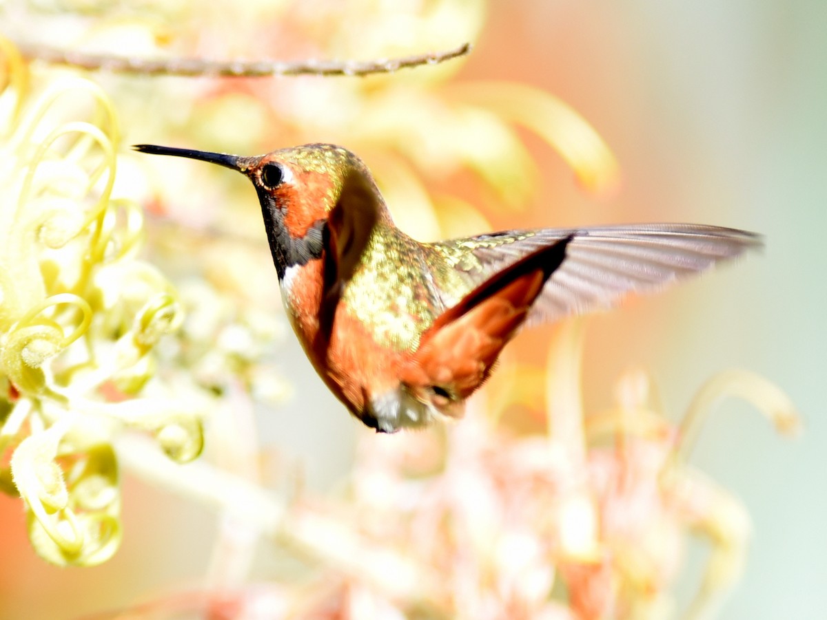 Allen's Hummingbird - jerald britten