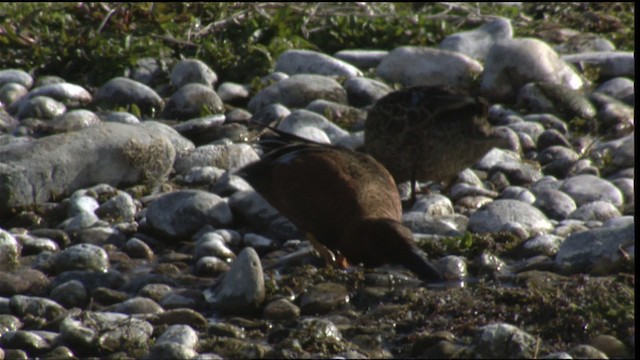 Cinnamon Teal - ML419921