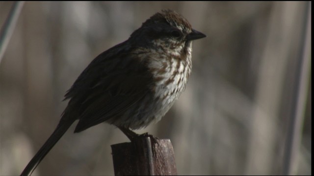 Song Sparrow - ML419923