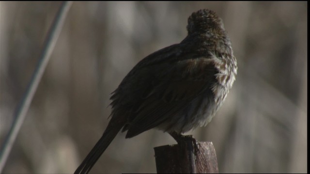 Song Sparrow - ML419924