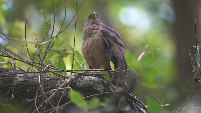 Slaty-backed Forest-Falcon - ML419926311