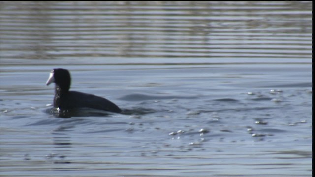 American Coot (Red-shielded) - ML419927