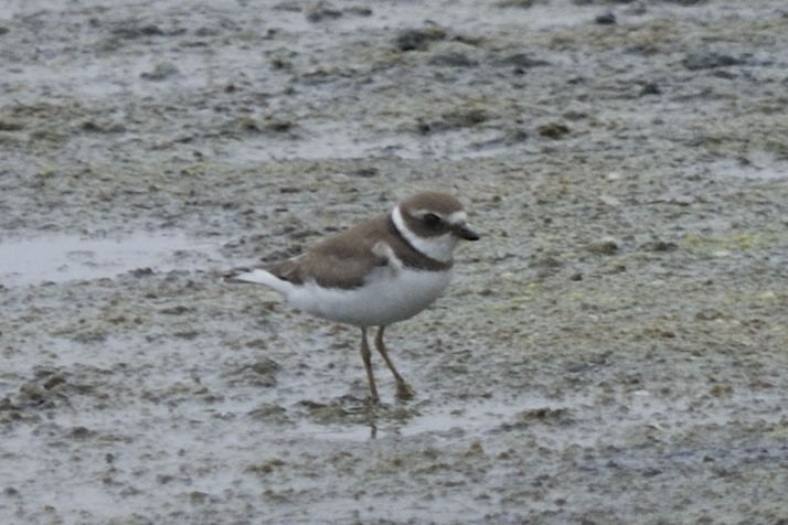 Semipalmated Plover - ML41992761
