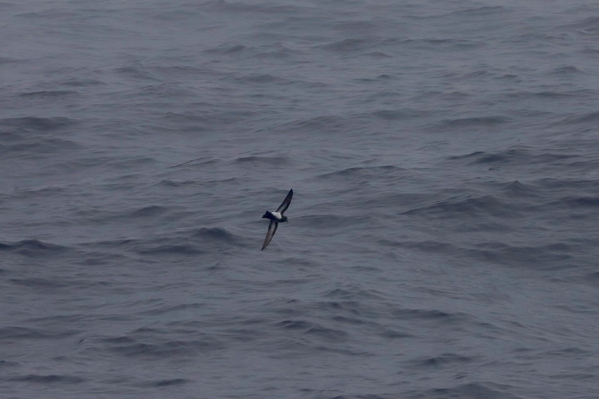 Black-bellied Storm-Petrel - ML419928851