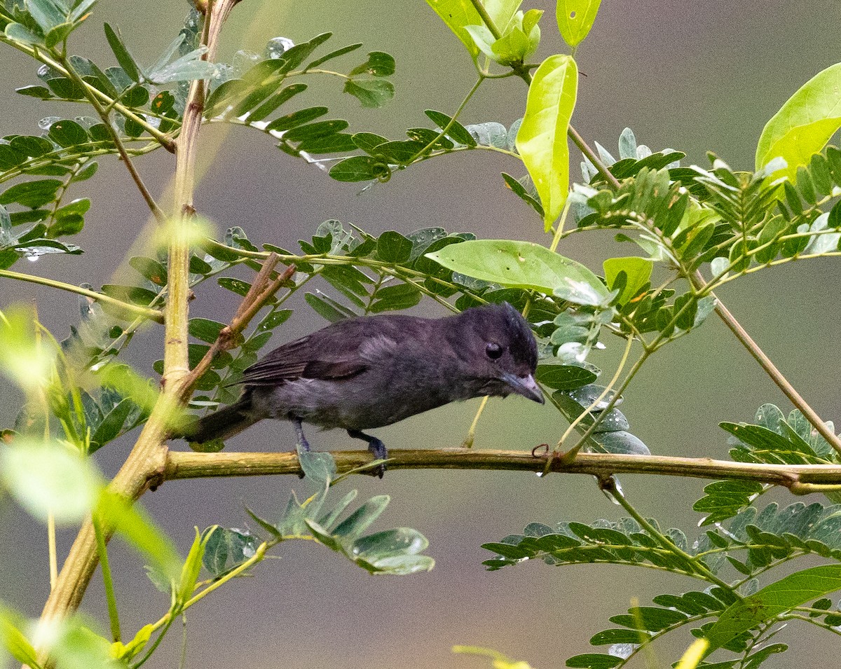 Slaty Becard - Bill Fiero