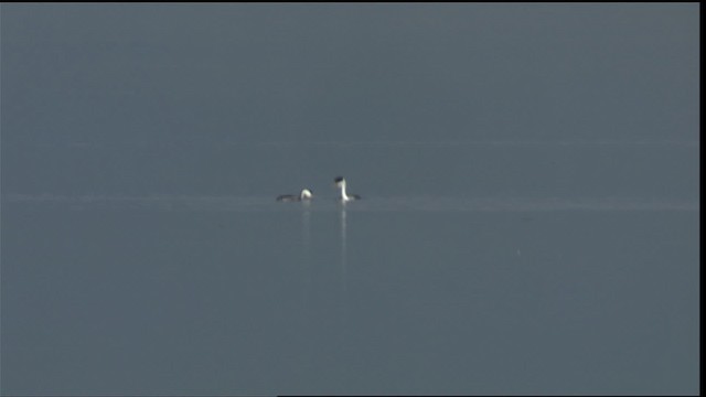 Western Grebe - ML419930