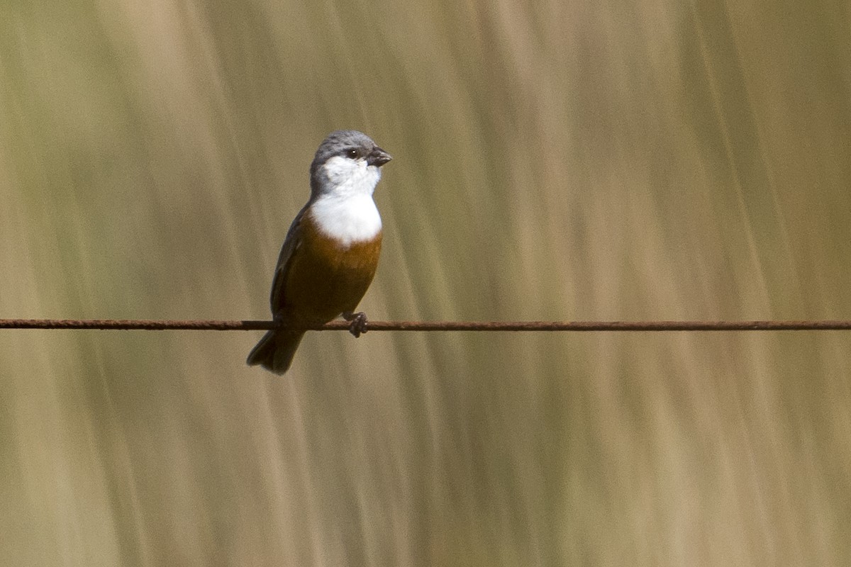 Marsh Seedeater - Luiz Carlos Ramassotti