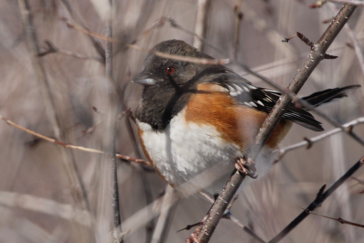 Spotted Towhee - Susan Hovde