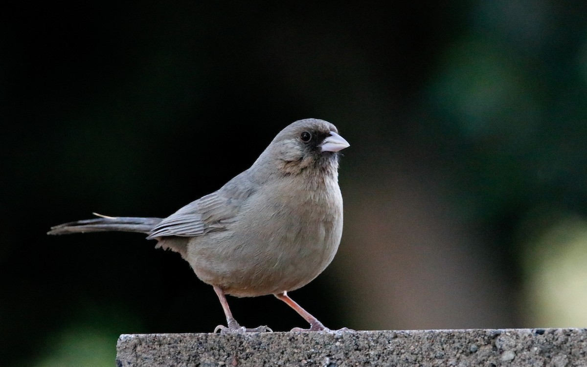 Abert's Towhee - Michael Stremciuc