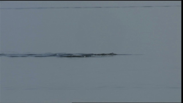 Western Grebe - ML419934