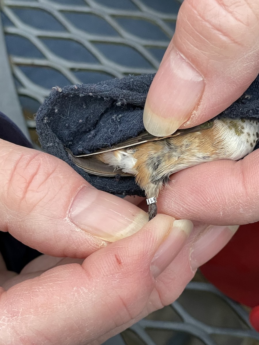 Rufous Hummingbird - ML419934371