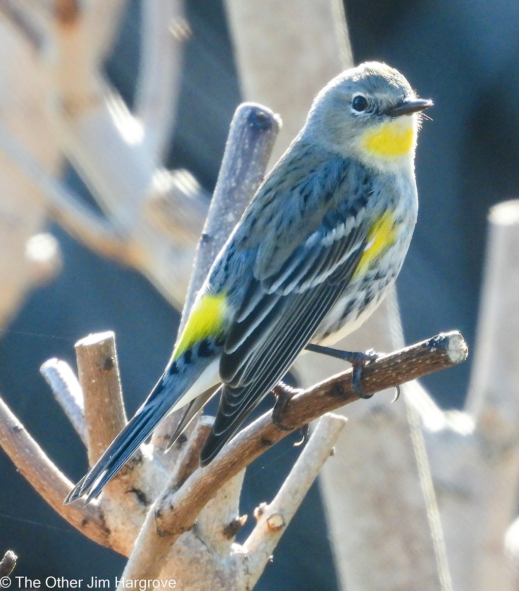 Yellow-rumped Warbler - ML419934381