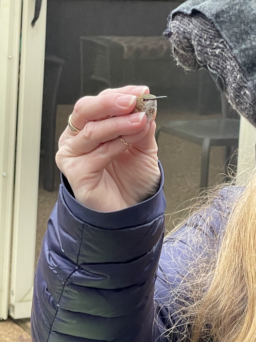 Rufous Hummingbird - ML419934391