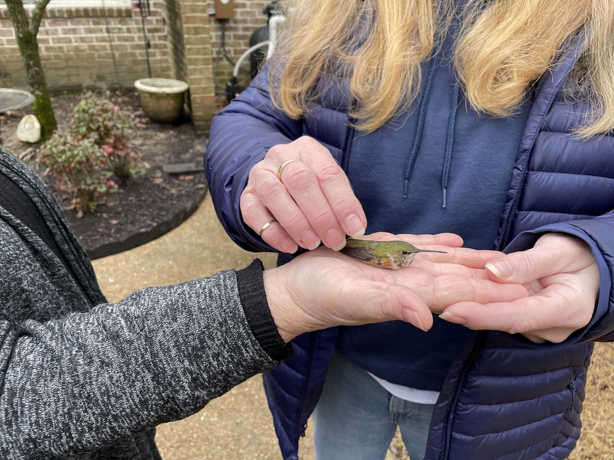 Rufous Hummingbird - ML419934411