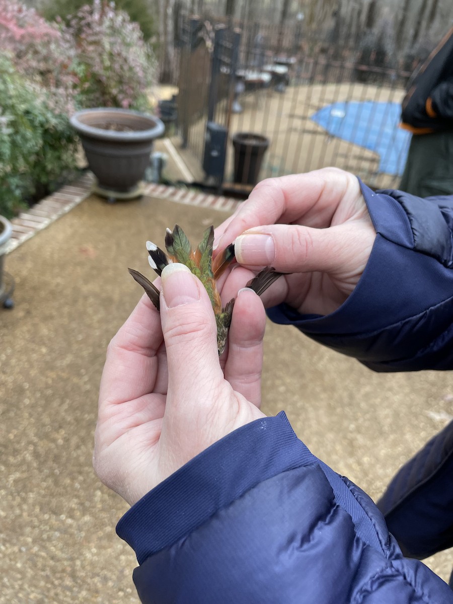 Rufous Hummingbird - ML419934431