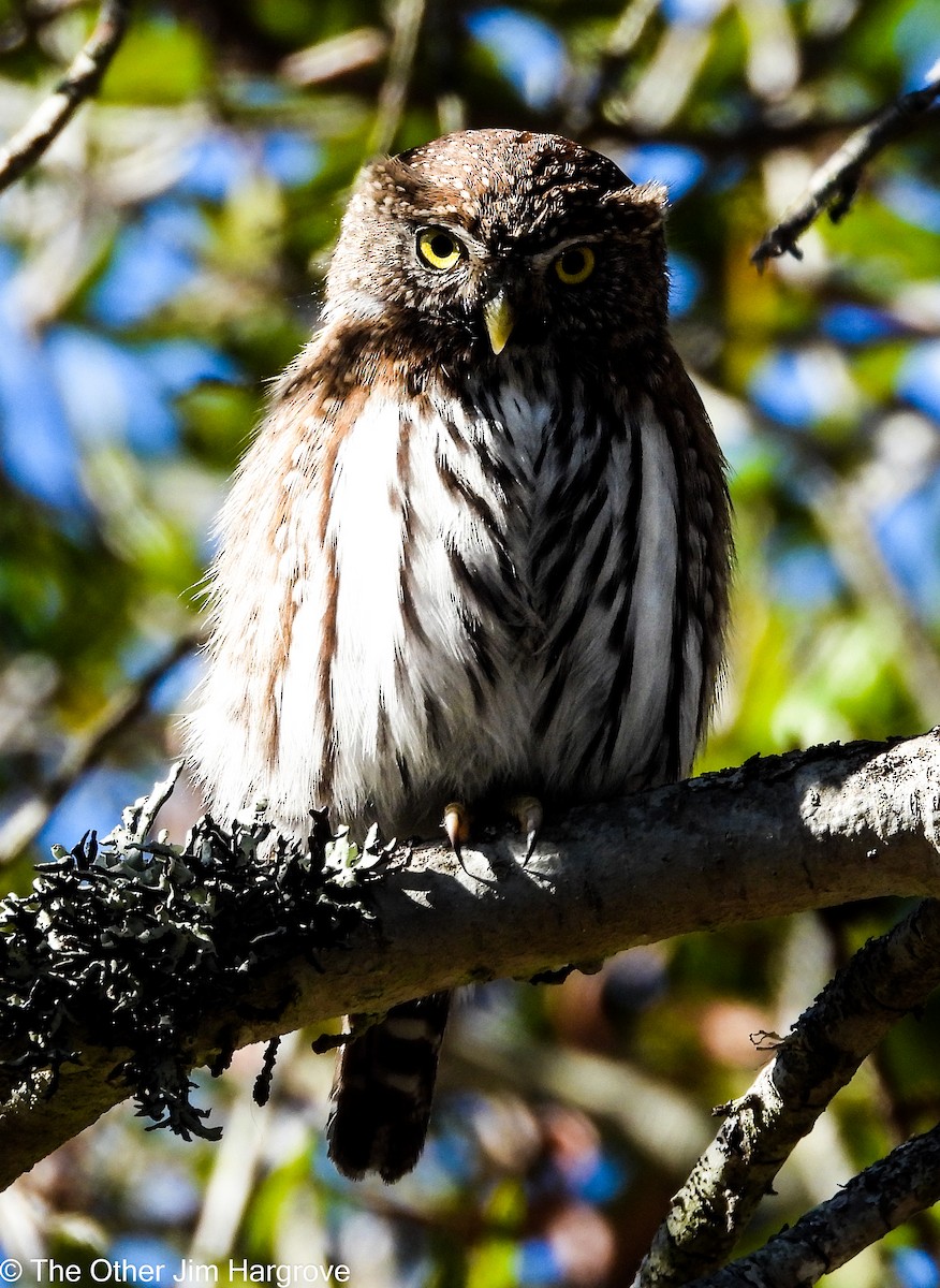 Northern Pygmy-Owl - ML419934511