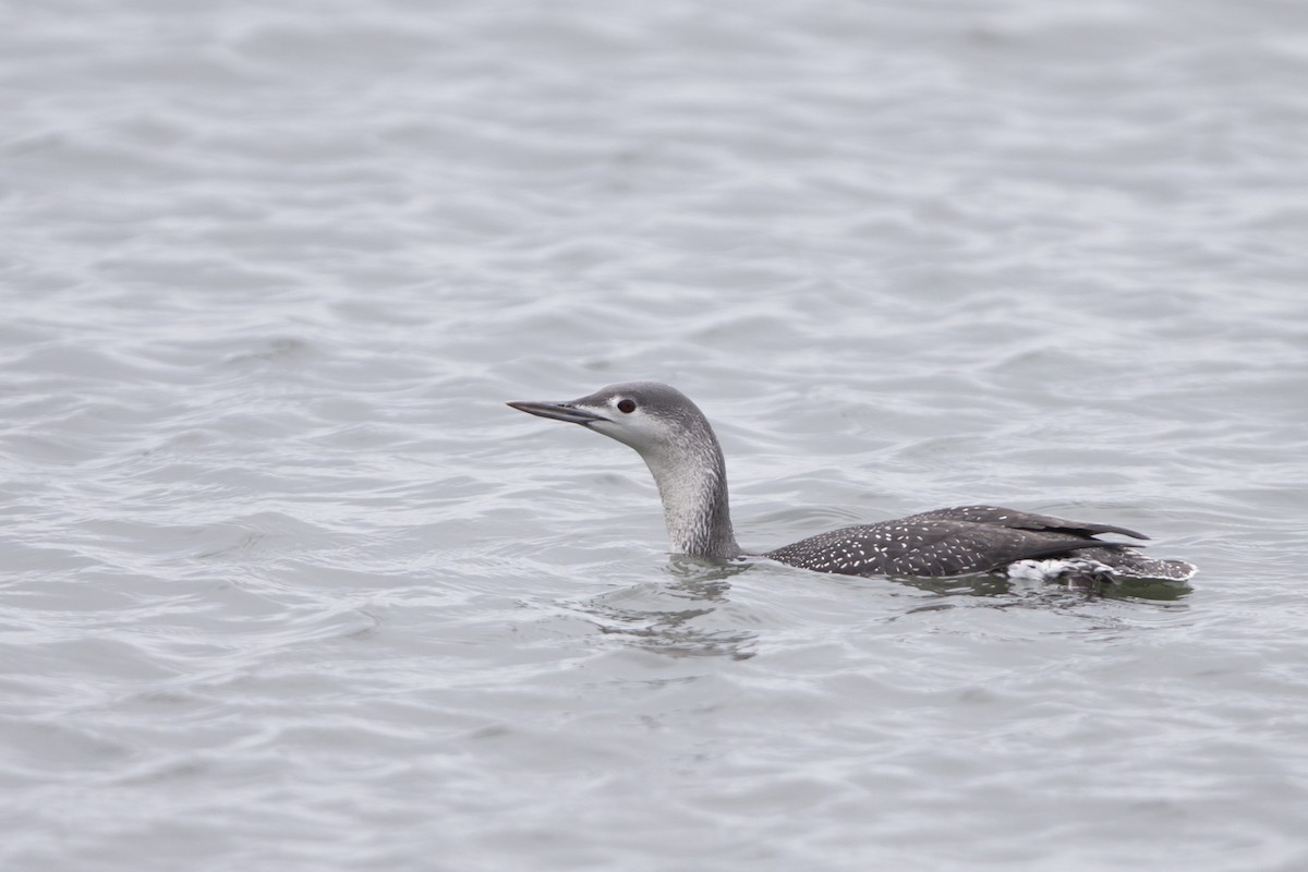 Red-throated Loon - Joshua Covill