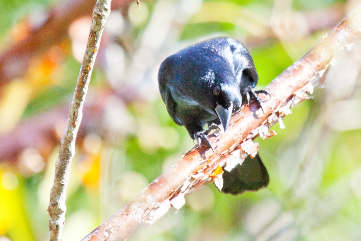 Cuban Blackbird - Sue Wright