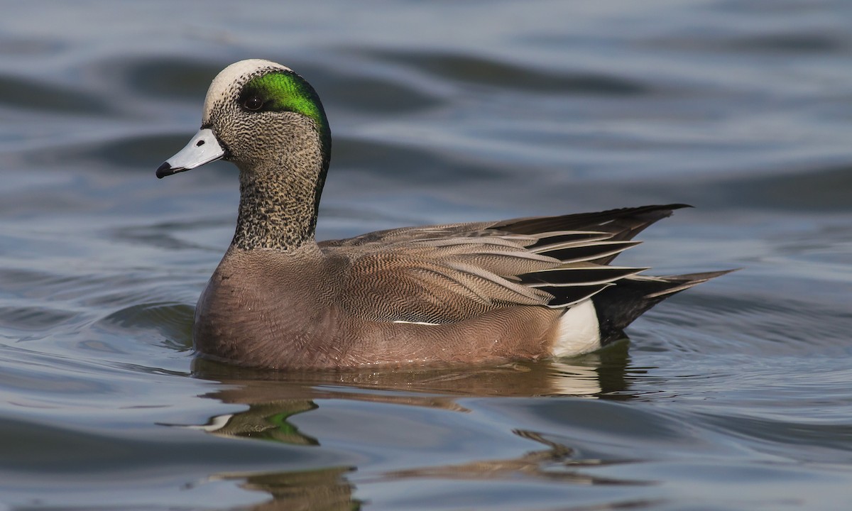 American Wigeon - Karl Krueger