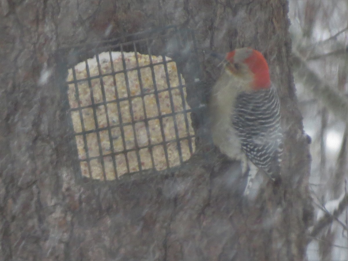 Red-bellied Woodpecker - Jerry Smith